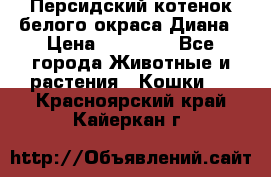 Персидский котенок белого окраса Диана › Цена ­ 40 000 - Все города Животные и растения » Кошки   . Красноярский край,Кайеркан г.